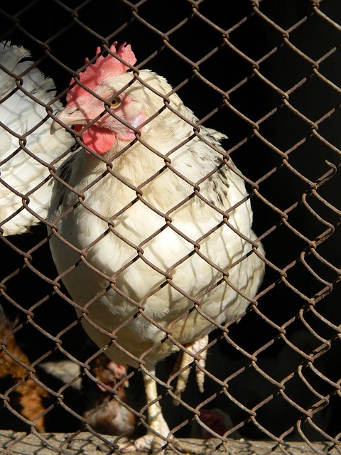 齐天大圣 齐天大圣